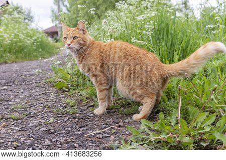 Ginger Cat On A Dirt Path To A Rural House Against A Background Of Green Grass