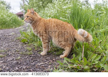 Ginger Cat On A Dirt Path To A Rural House Against A Background Of Green Grass