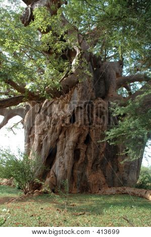 Baobab Tree