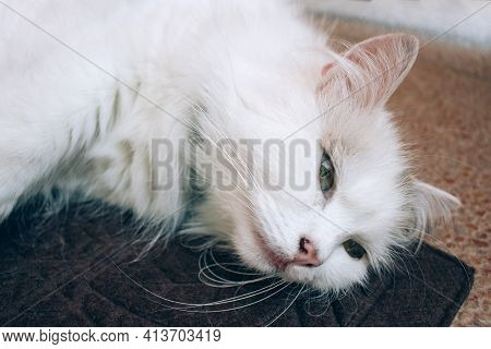 Close Up View Of Sick Young White Cat Lies On Brown Blanket In A Veterinary Clinic For Pets. Feline 