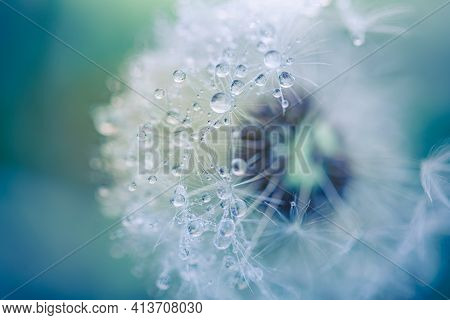 Beautiful Fluffy Dandelion Ball With Dew Drops On A Blurry Background, Macro Photography Of Small De