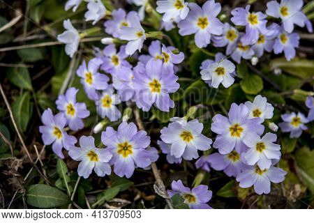 Purple And Yellow Primroses In Bloom And Leaves.primroses In Spring.