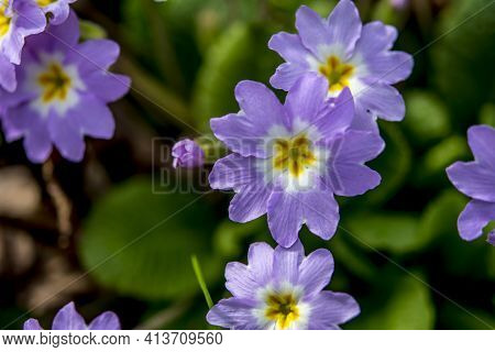 Purple And Yellow Primroses In Bloom And Leaves.primroses In Spring.