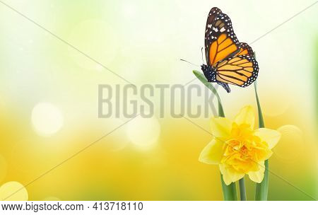 Spring Narcissus In Garden On Green Bokeh Background With Betterfly, Spring Garden Scene With Copy S