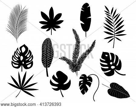 Set Of Exotic Tropical Leaves. Monstera, Palm, Banana. Vector Stock Illustration For Poster Or Card