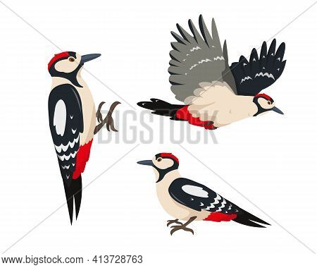 Set Of Bright Woodpeckers In Different Poses