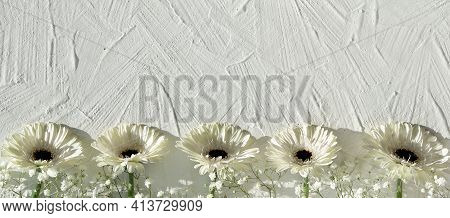 White Gerberas On Off White Textured Background With Copy Space, Place For Your Text. Off White Gerb