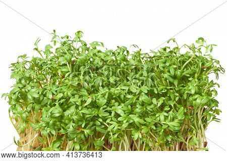 Growing Micro Greens Arugula Sprouts With Potted Soil Isolated On White Background. Clipping Path. C