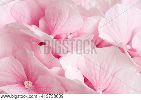Pink Hydrangea Close Up. Pink Abstract Flowers Background. Macro Flowers. Greeting Card