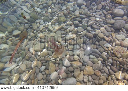 A Jellyfish In A Beach Of Ibiza (spain)