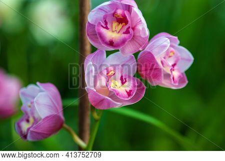 Pink Cymbidium Orchid Flowering In The Garden, Closeup