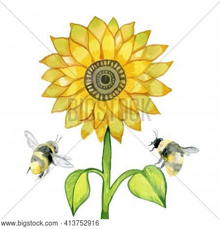 Sunflowers And Bees Isolated On White Watercolor By Hand