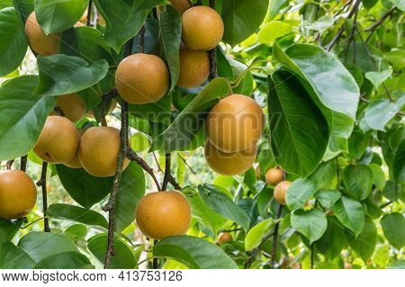 Nashi Pear Tree With Ripe Organic Nashi Pears At Harvest Time