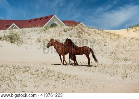 The wild horses of Corolla on the Outer Banks, North Carolina wander freely on the beach and along the ocean.  Horse tours are  a popular activity while on vacation in the OBX.