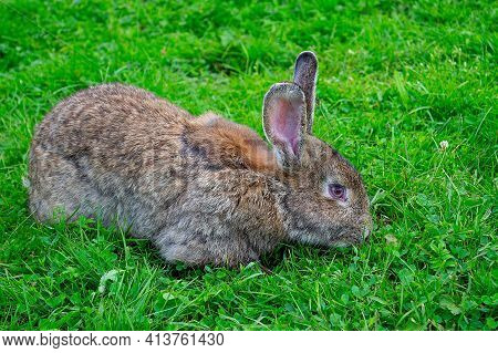 Broun Bunny Rabbit Outdoors. Sitting On Green Grass In Garden..easter Day And Spring Concept. Copy S