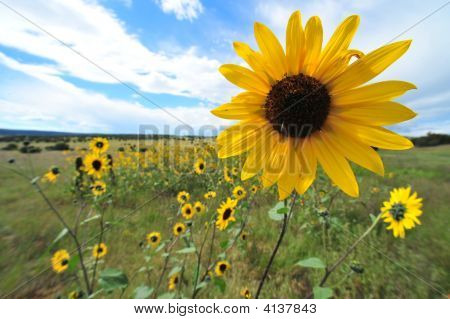 Girasol