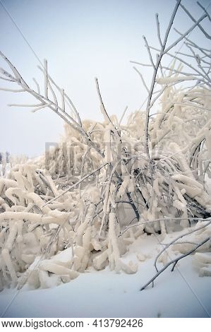 Covered With A Large Layer Of Ice Tree Branches
