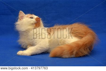 Small Red And White Kitten One-eyed Disabled