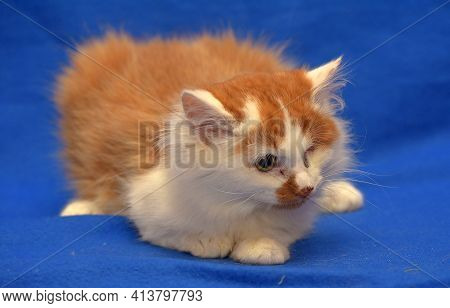 Small Red And White Kitten One-eyed Disabled