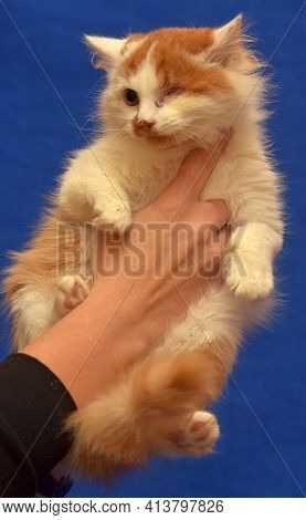 Small Red And White Kitten One-eyed Disabled