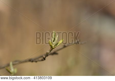 Autumn Olive Branch With New Leaves - Latin Name - Elaeagnus Umbellata
