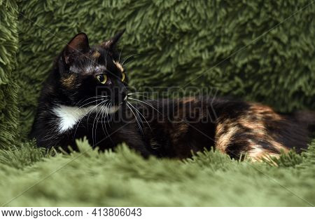 Black With Red And White Cat On A Green Background