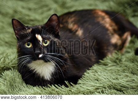 Black With Red And White Cat On A Green Background