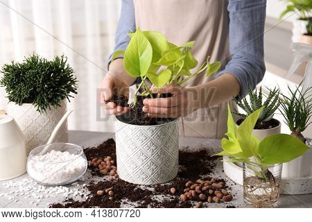 Woman Transplanting Scindapsus Into Pot At Table Indoors, Closeup. House Plant Care