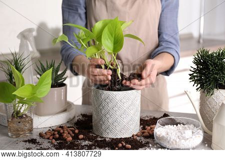 Woman Transplanting Scindapsus Into Pot At Table Indoors, Closeup. House Plant Care