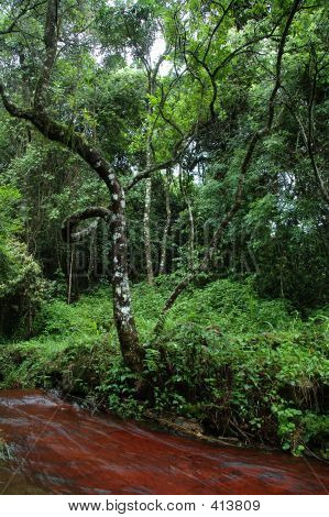 Cours d'eau forestier