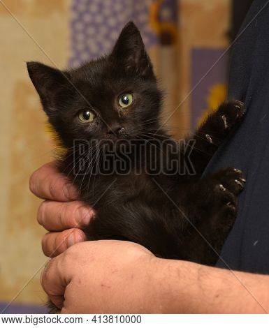 Black Little Kitten In  Arms Close Up