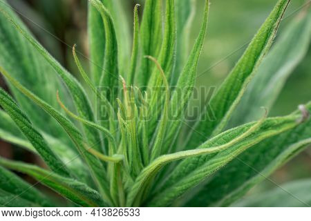 Unusual Echium Pininana Flowering Plant In The Garden, London, Uk.