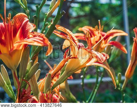 Lilies Of Red-orange Color On A Flower Bed In A Summer Garden Against A Background Of Foliage