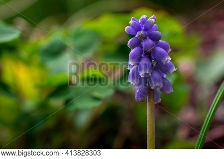 Muscari Neglectum, Grape Hyacinth Beautiful Blue Flower