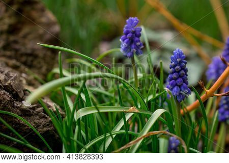 Muscari Neglectum, Grape Hyacinth Beautiful Blue Flower