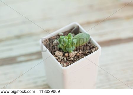 Pachyphytum Compactum Succulent Houseplants In White Pot