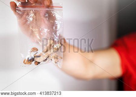 Psilocybin Psychedelic Microdosing. Magic Mushrooms In A Plastic Bag.