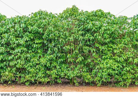Coffee Plant With No Coffee Berries Yet, Just The Plant. Brazilian Mineiro Coffee, Plantation At Min