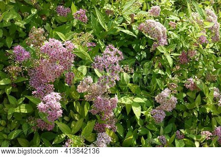 Whole Lot Of Light Pink Flowers Of Japanese Meadowsweet In June