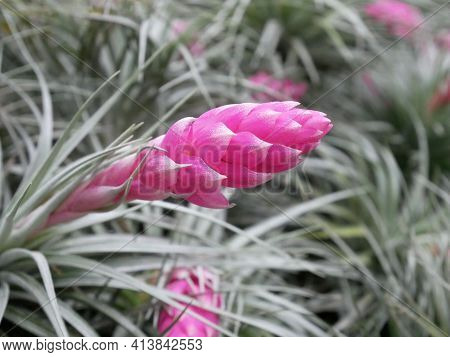 Closeup Pink Flower Of Tillandsia Houston (hybrid With Stricta X Recurvifolia) Air Plant Blooming In