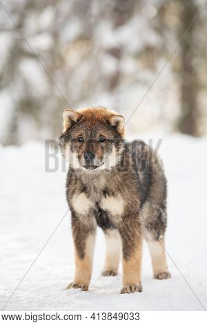 Profile Portrait Of An Shikoku Puppy Standing In Winter. Shikoku Ken Puppy. Kochi-ken Dog