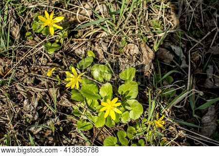 Spring Flower Lesser Celandine (ficaria Verna) In A Nature