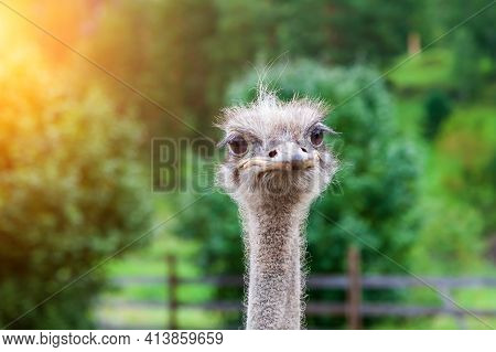 Close-up On The Head Of A Large Wild Ostrich Bird With Large Eyes, A Sharp Beak And Looks Like A Ter