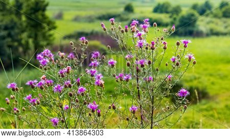 Thistle Thickets In The Meadow During Flowering