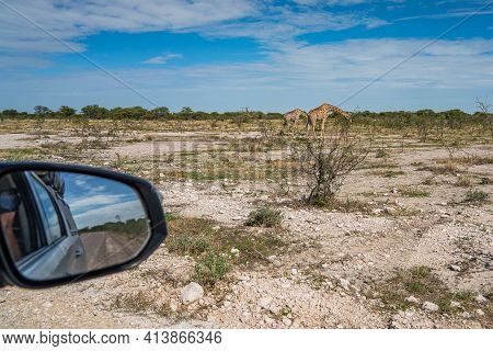 View From A Car To Giraffes, Giraffa Camelopardalia, Passing Through Grassland At The Etosha Nationa