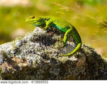The Lizard Sunbathes In The Morning To Warm Up After A Cold Night In The High Mountains