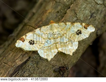 Brimstone moth (Opisthograptis luteolata) in natural habitat