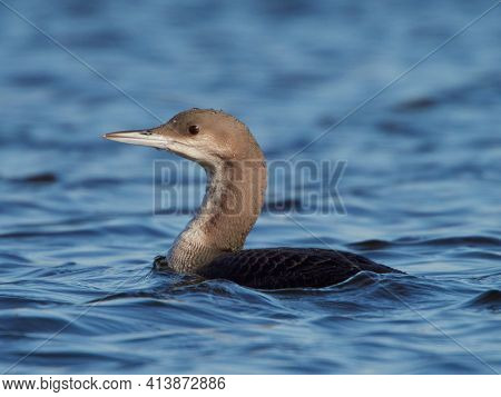 Black-throated diver (Gavia arctica) in natural habitat