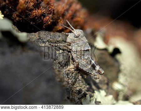 small grasshopper in natural habitat in summer