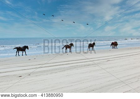 Wild horses roam the beaches of Corolla on the Outer Banks of North Carolina.